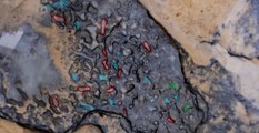 800,000-Year-Old Footprints Discovered In U.K.