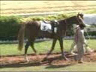 krc horse race quaid e azam gold cup 2013 tahimoor moihudin legend killer and greati win