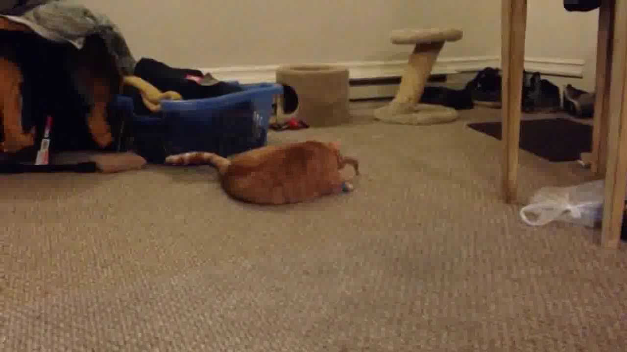Kitty cat on catnip