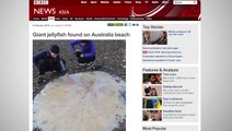 Giant Jellyfish Washes Ashore in Tasmania