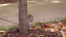 Moscow Officials Crack Down on Squirrel Stealing