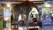 Hungry giraffe walks into restaurant looking for some company