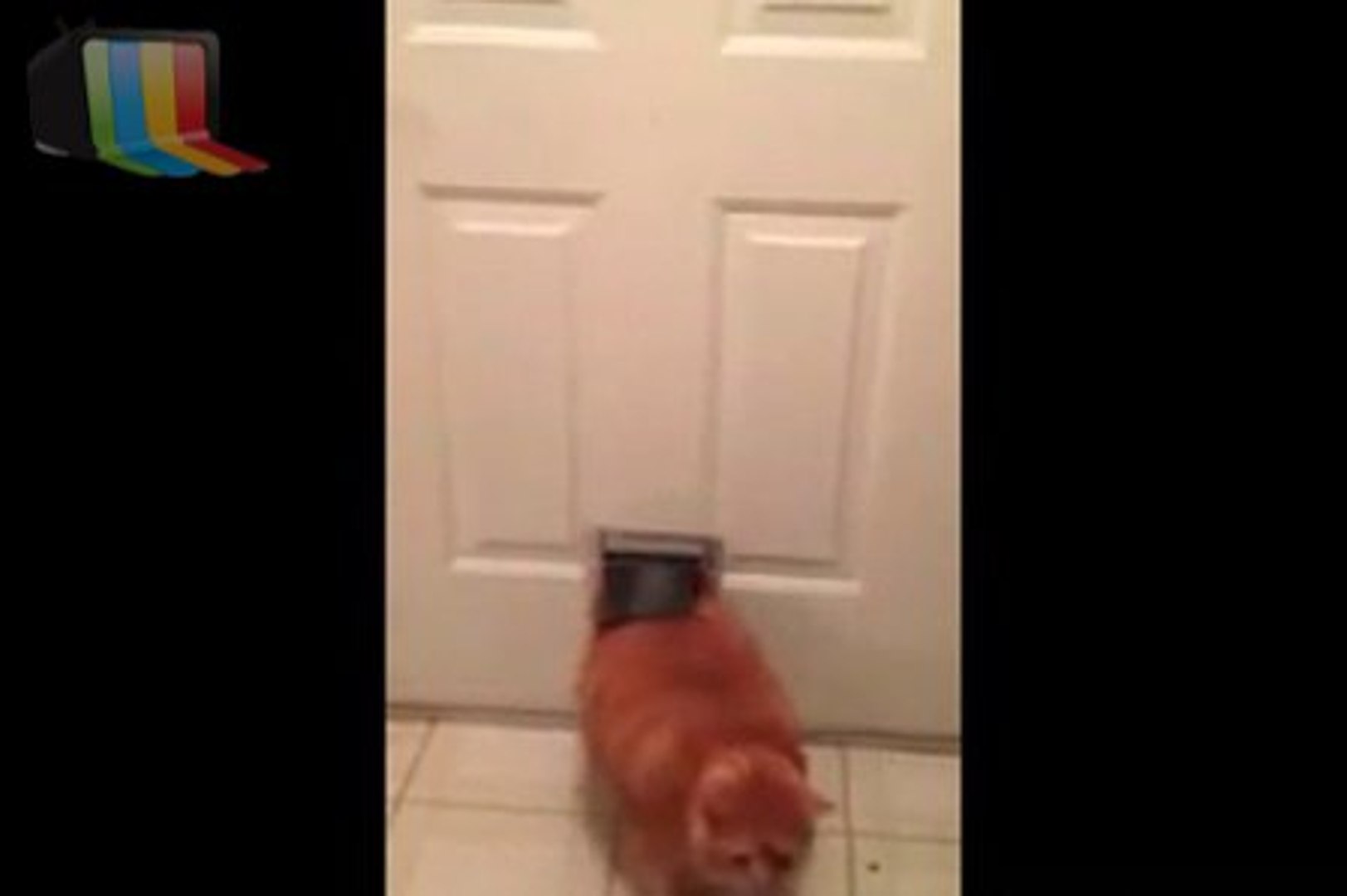 Un Chat Trop Gros Pour Passer La Chatiere Video Dailymotion