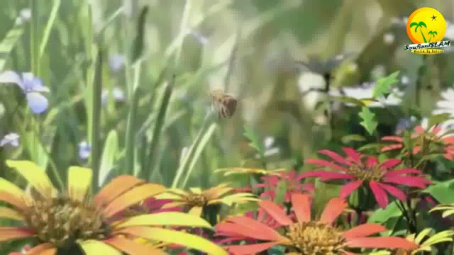 Invitation à méditer sur la création d'Allah. Frère Nader Abu Anas. dourous.net