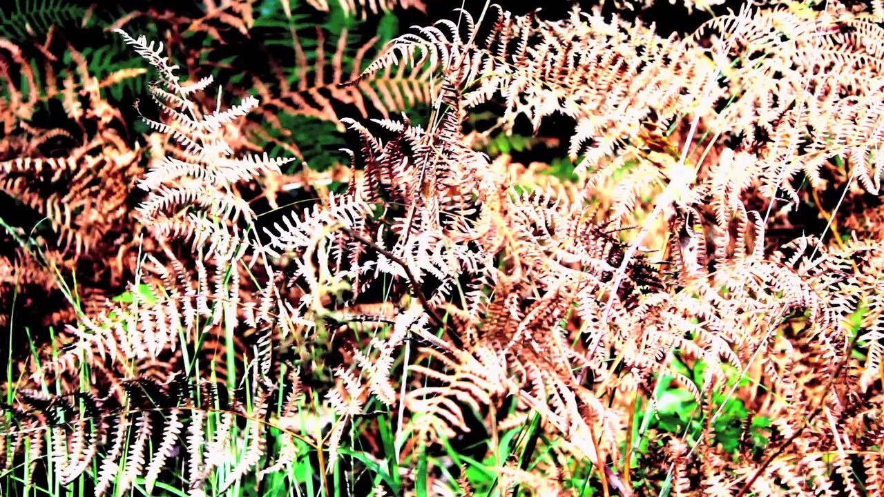 BraunBaum  - Herbst  /Full Film/Ganzer Film/Complete Movie