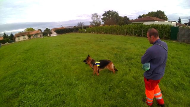 recherche utilitaire avec un Berger allemand