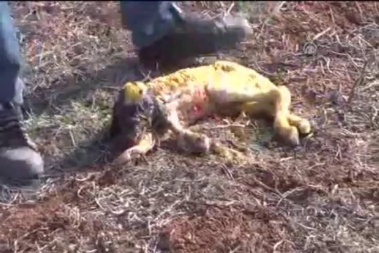 İşte bir doğum mucizesi daha