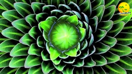 Qui a crée Dieu, bon exemple qui montre l'absurdité et l'irrationalité de cette question. Frère Nader Abu Anas