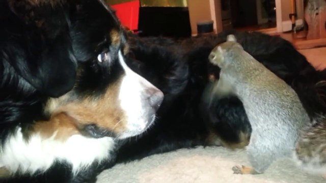 Un écureuil cache une noix dans la fourrure d'un chien. Hilarant!