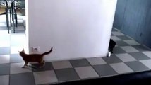 Incredibile. Due gattini che giocano a nascondino.
