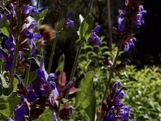 Le Jardin des Plantes de Montpellier raconté par le professeur Rioux