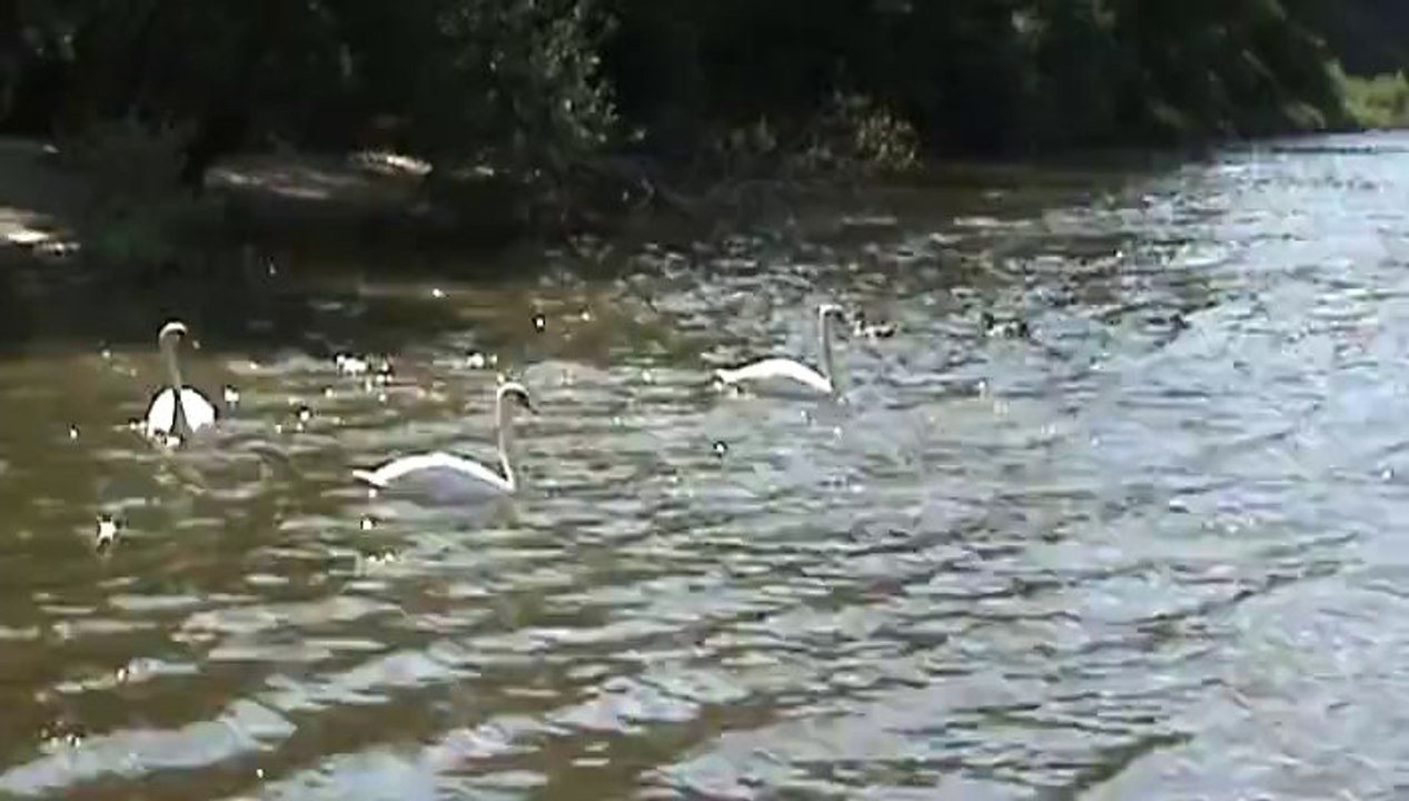 Schwäne bei Bingerbrück am linken Rheinufer. Swans at the shores of the Rhine at Bingerbrück