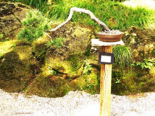 ©ARBORETUM DE BONSAIS MIALET N°2 PAR MARTINE ANCIAUX©