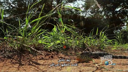 سرعة الحياة الحلقه الاولى صيادو افريقيا الشرقية Discovery