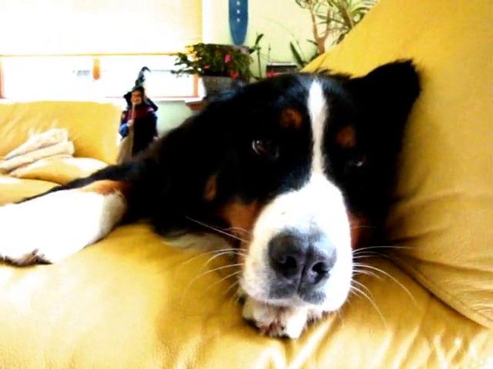 Jazzmine, mon chien ... (Bouvier Bernois)