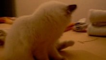 Kedi met goud