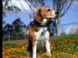 Aqui fotos de cachorros beagle