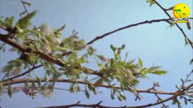 L'univers est il crée par Hasard Ou il a un Créateur ! . Réponse aux athées. Extrait_La voie eternelle