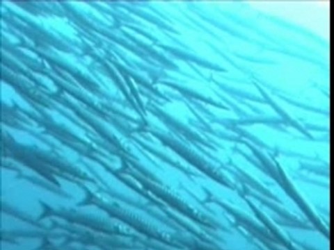 Les barracudas de la Gabinière