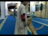 Un chat dans la mosquée - Cat in the mosque  - قط في المسجد