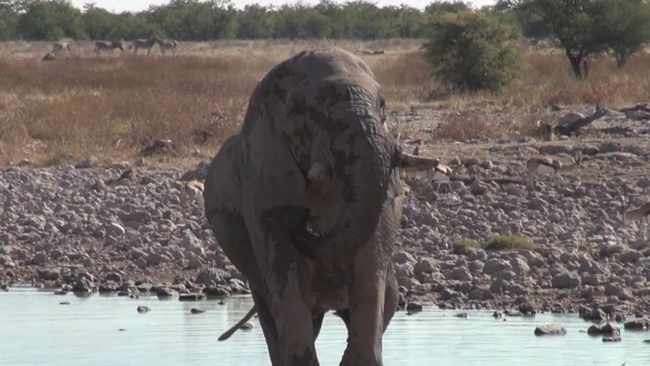 Etosha National Park - Namibia - May 2012