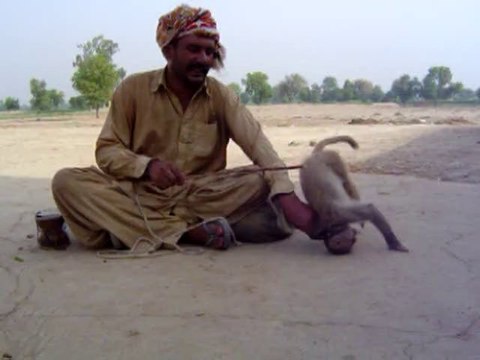 Awais Karni Chak No 96/15.L Mian Channun