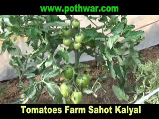 Tomatoes Farm at Sahot Kalyal
