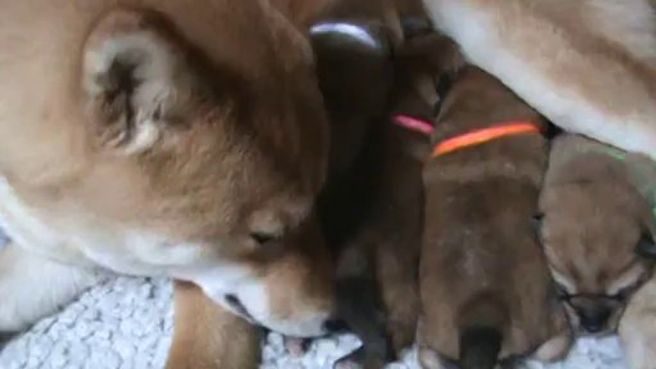 Houna et les Bébés