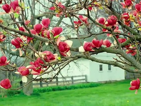 ÖKSÜZ MUSTAFA AH İSTANBUL damar arabesk