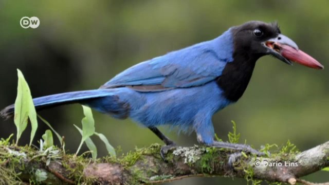 Biodiversity in the Mata Atlântica - Araucaria forests under pressure | Global 3000