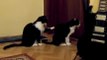 So Cute Cat tries to apologize to his friend...