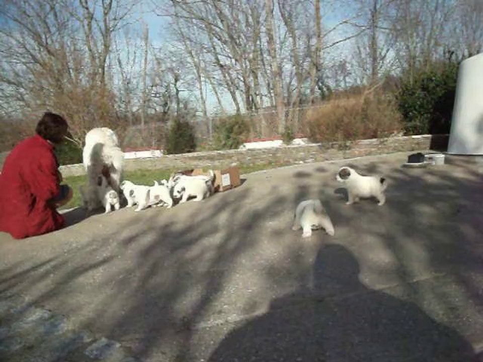Chiots Montagne des Pyrénées