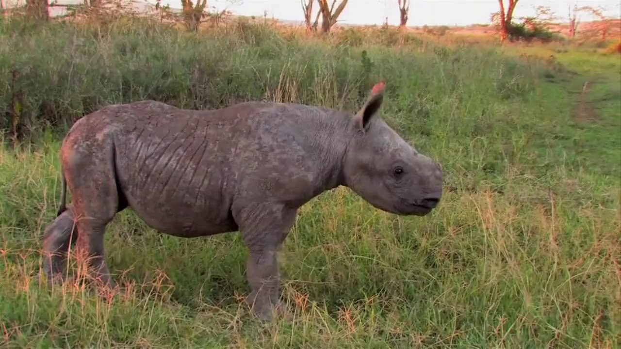 Britain's royals urge end to illegal wildlife trade