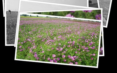 20140203莿桐孩沙里花海 迎春納福