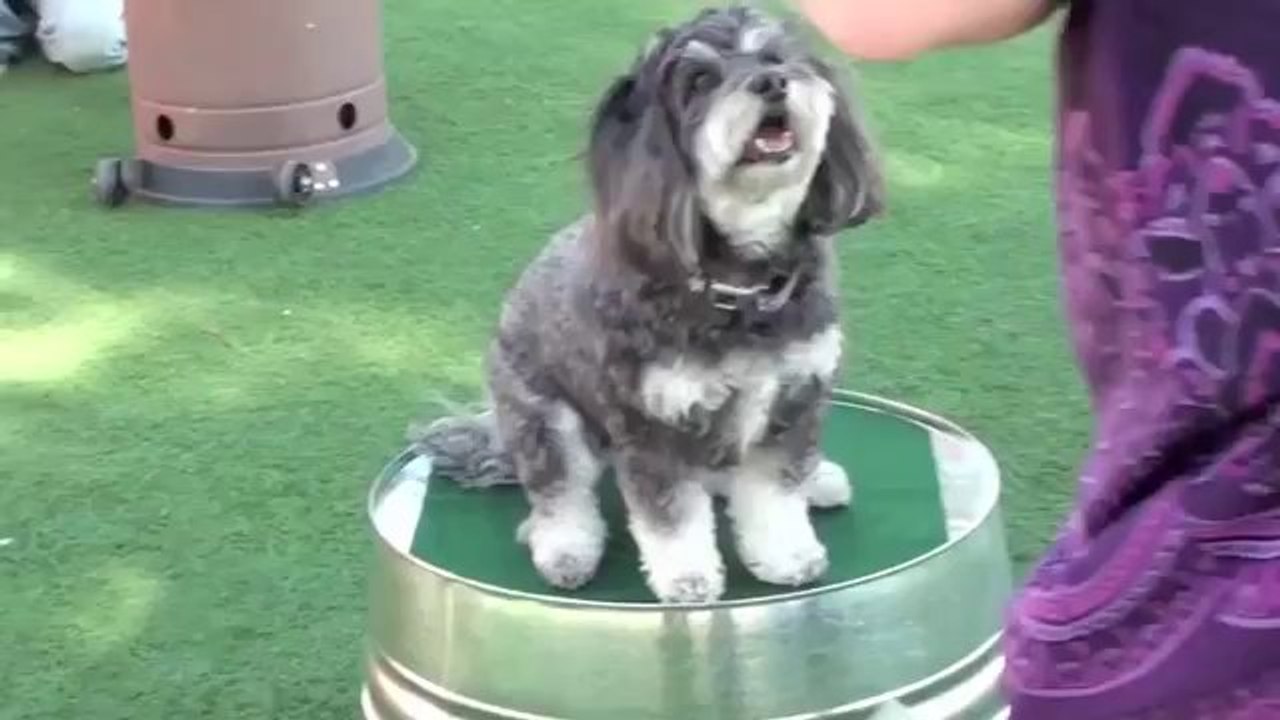 45 süße Hundetricks