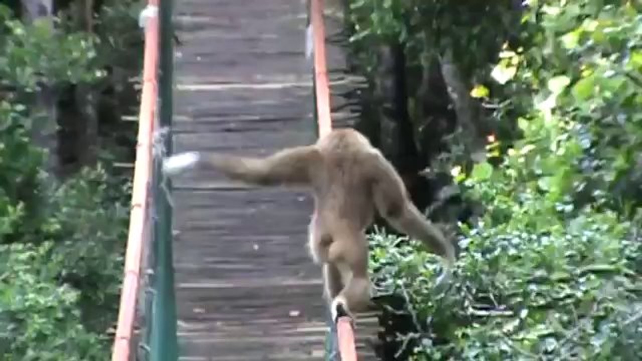 Affe balanciert geschickt über ein Hängebrücken-Seil