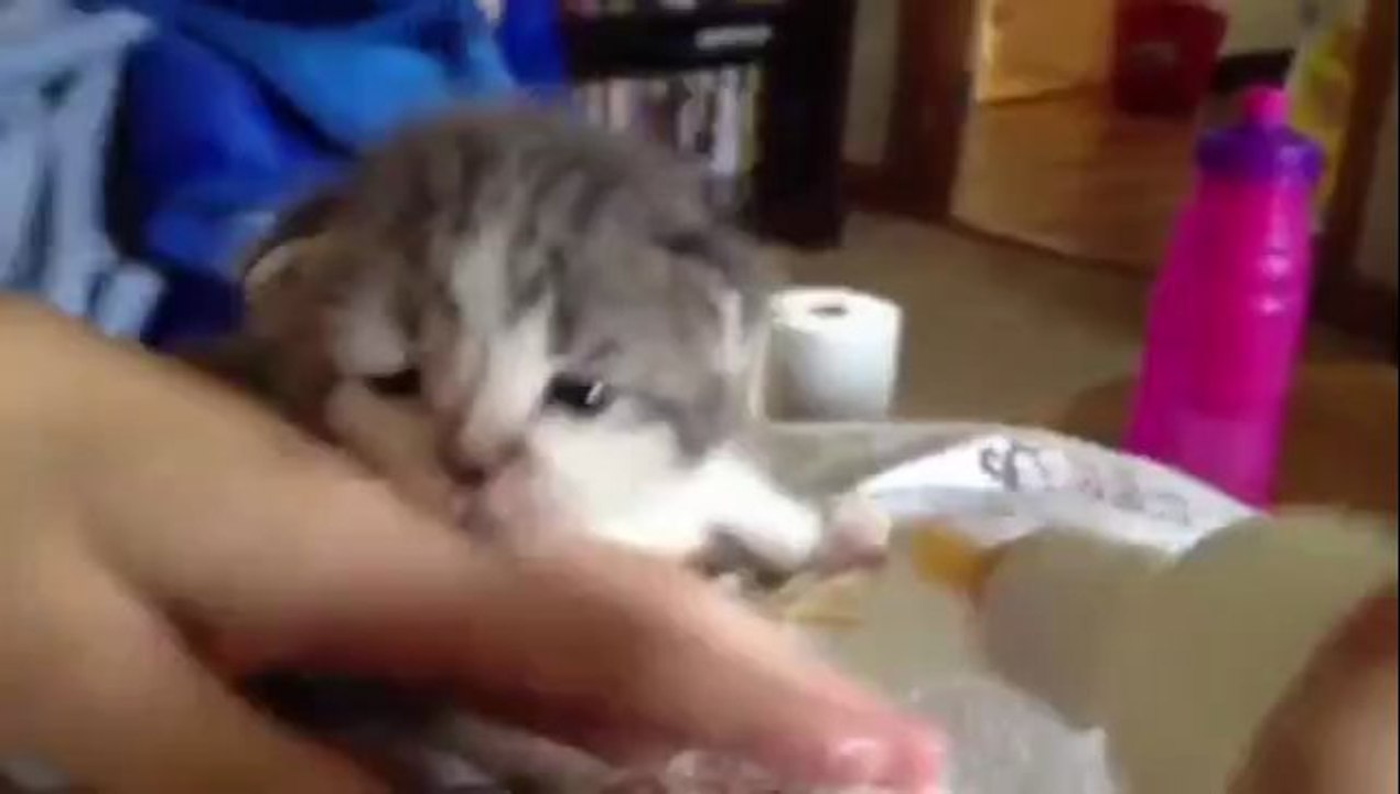 Babykatze wackelt mit den Ohren während sie gefüttert wird