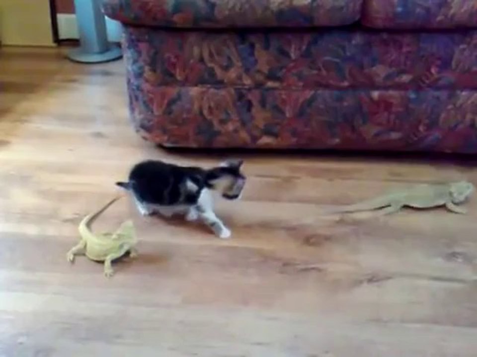 Ängstliches Kätzchen dreht fast durch