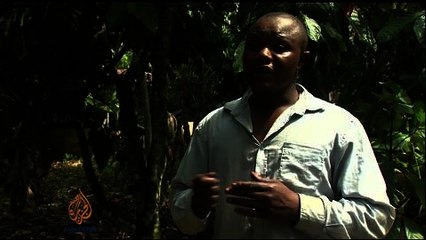 New bean boosts Nigerian cocoa yields