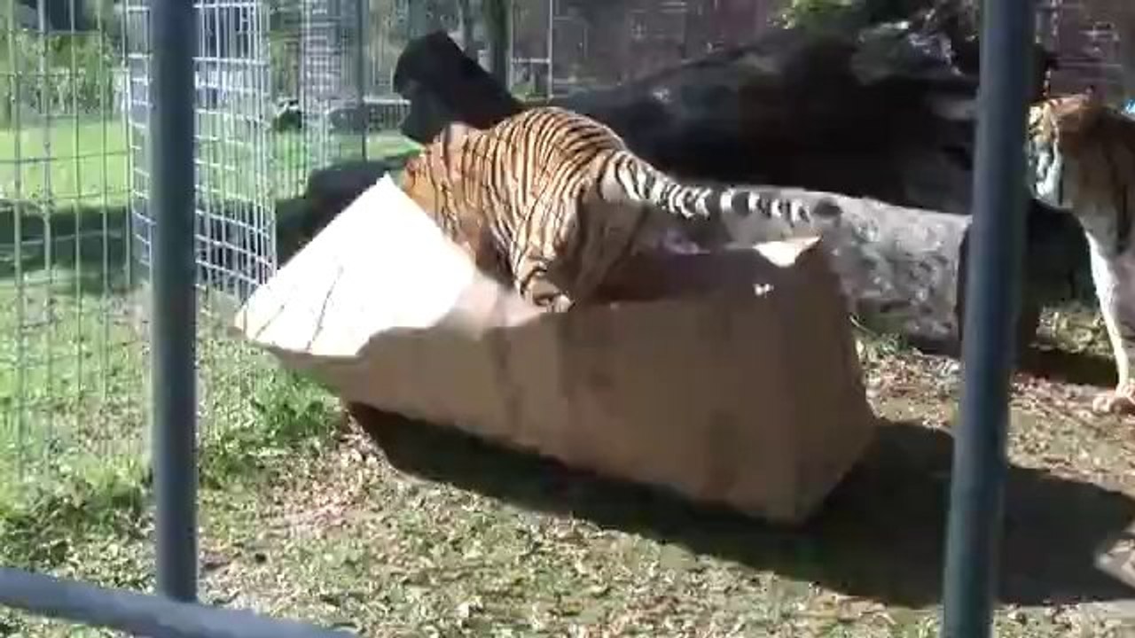 Auch große Katzen lieben Kartons