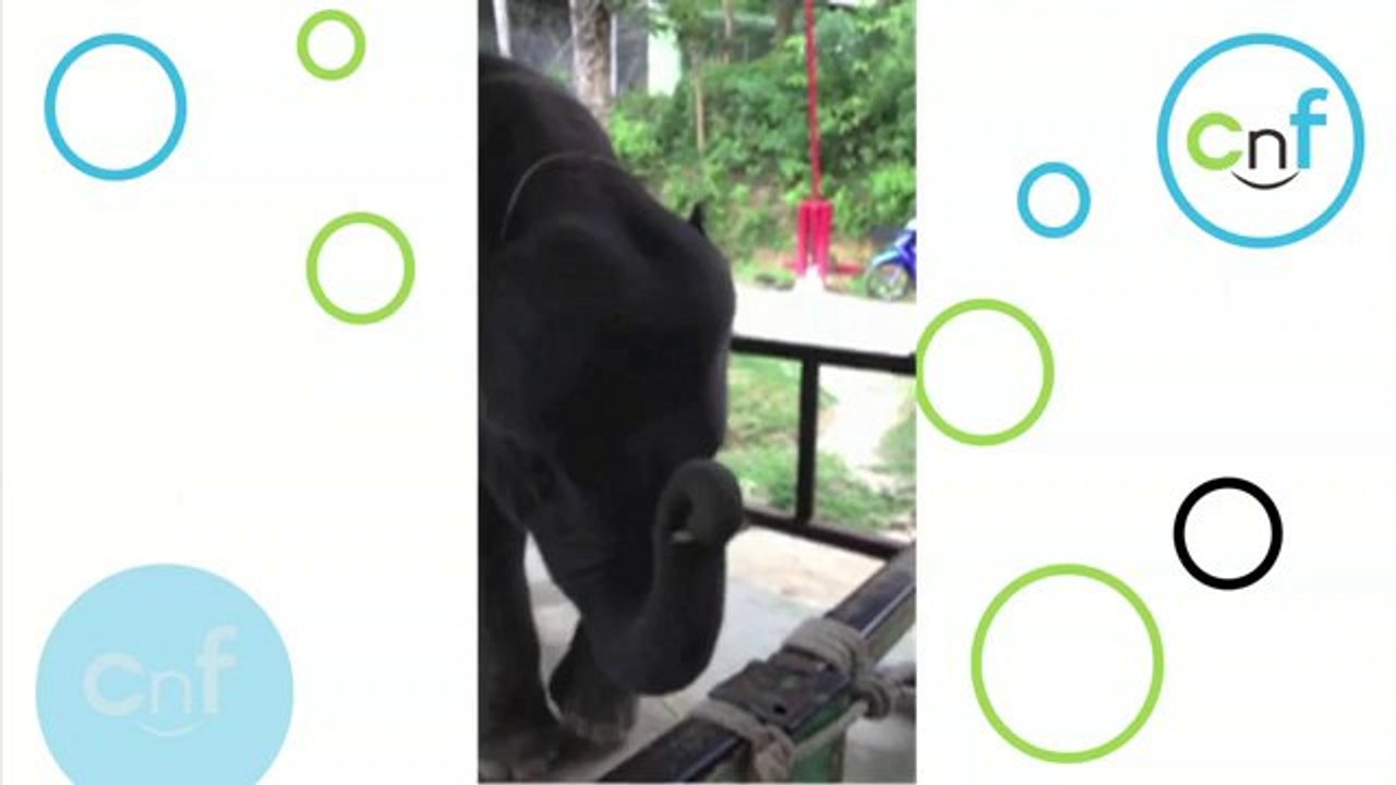 Baby Elefant spielt Mundharmonika