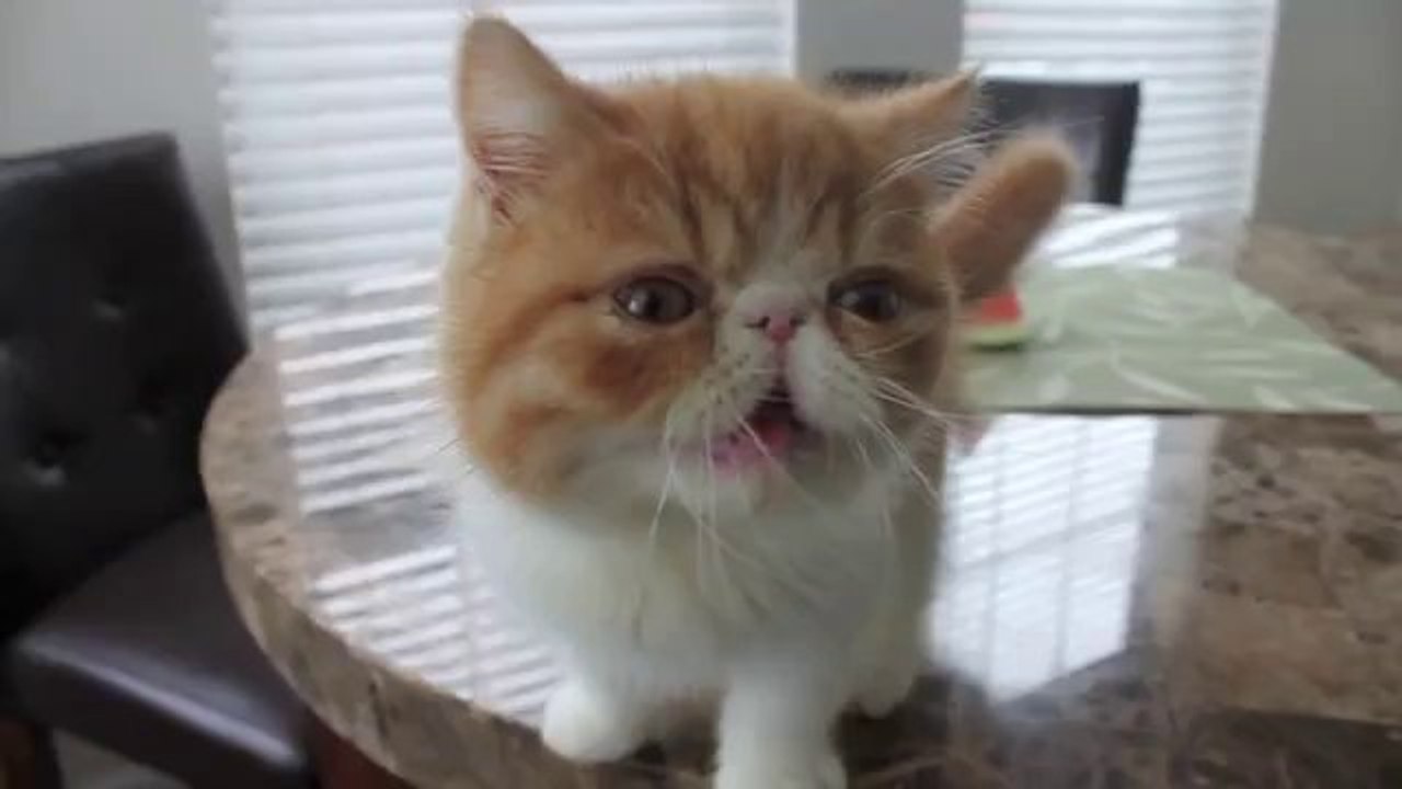 Babykätzchen mampft eine Wassermelone