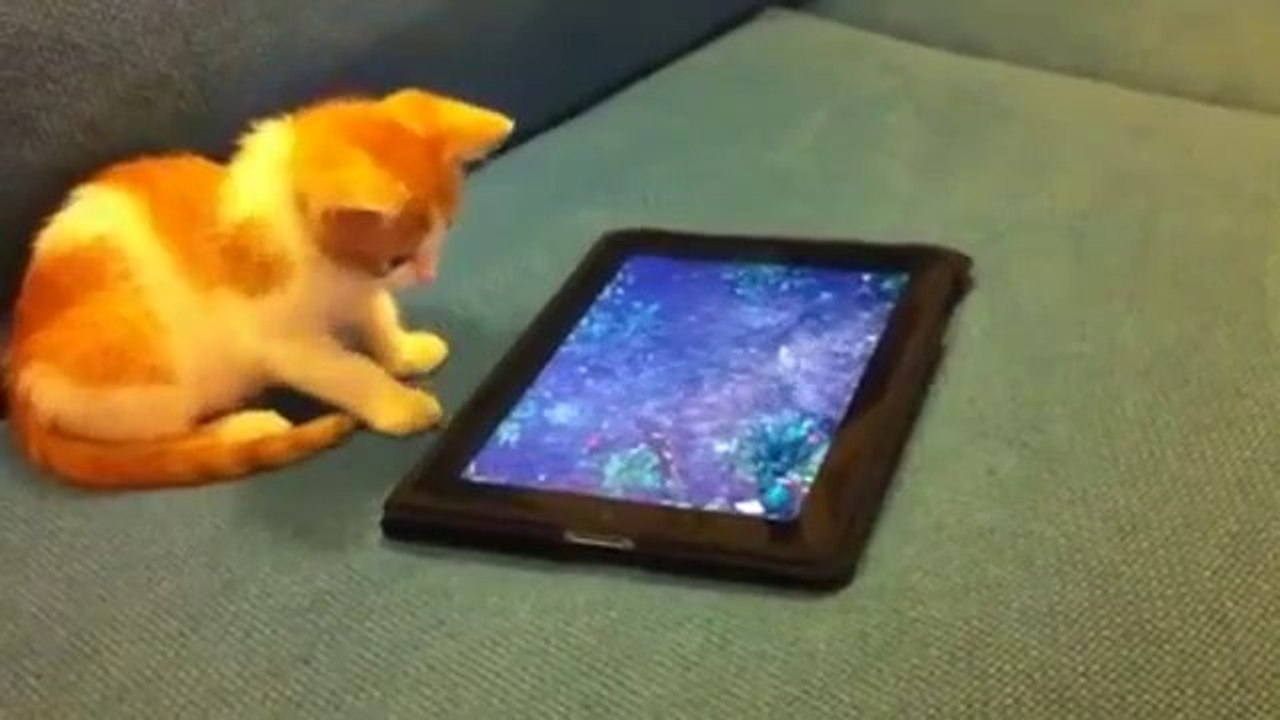 Babykatze vs. iPad