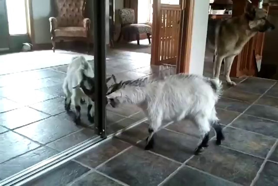 Babyziege sieht sich zum ersten Mal im Spiegel