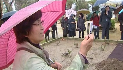 Doscientos sakuras refuerzan los lazos entre España y Japón en Coria del Río