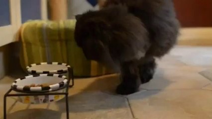 Behinderte Katze läuft auf zwei Beinen