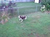Blinder Hund beim Ball spielen