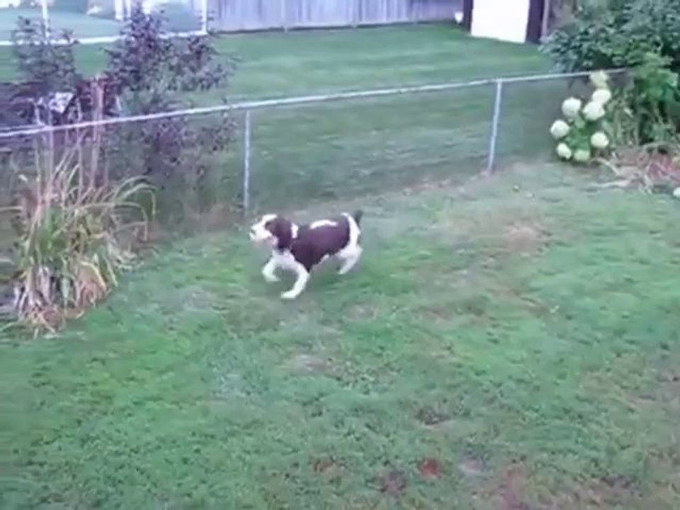 Blinder Hund beim Ball spielen