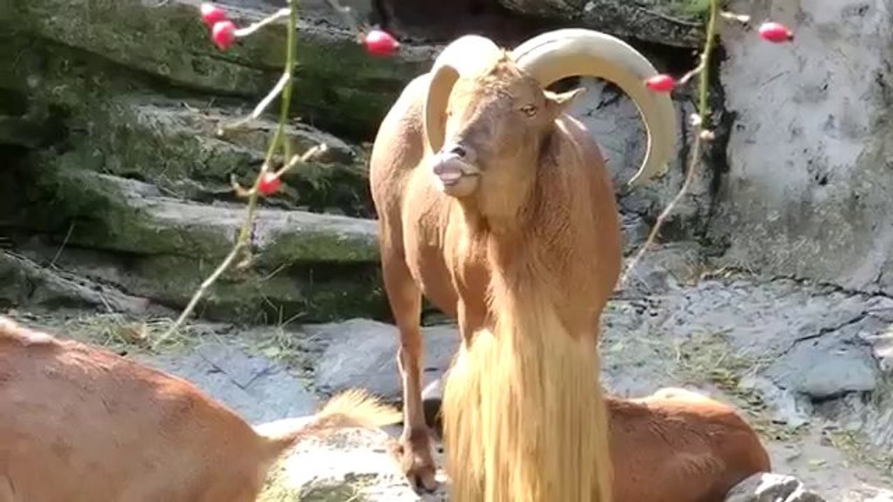 Bock brüllt wie ein Mensch