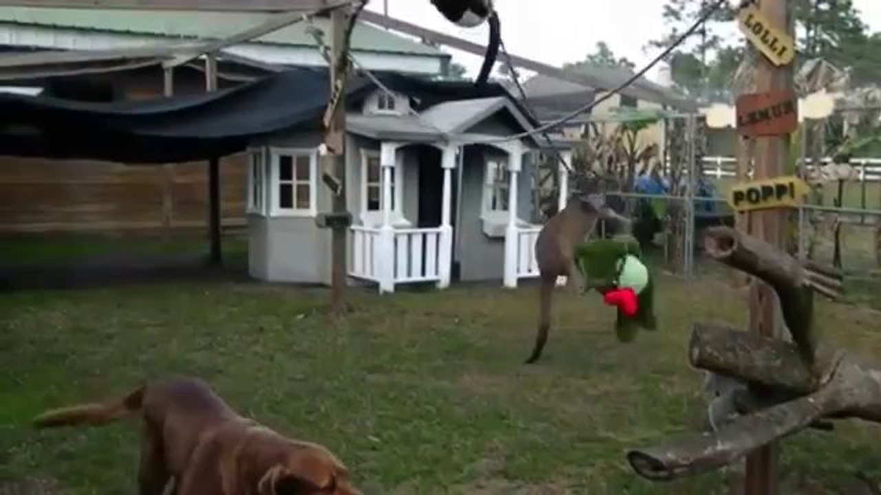 Boxtraining für's Känguru